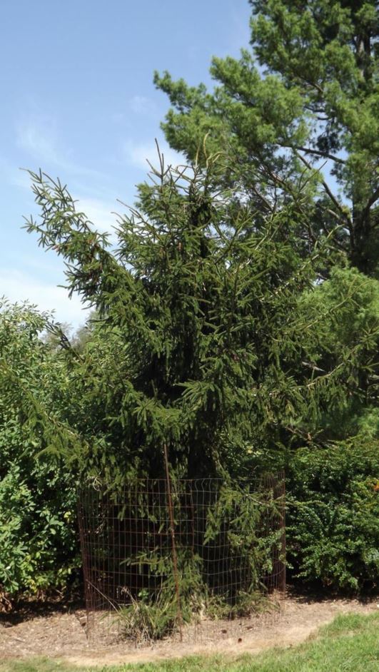 Picea orientalis 'Nutans' - Nutans oriental spruce, nodding oriental spruce