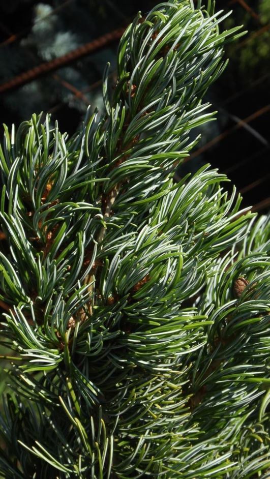 Pinus parviflora 'Koru' - Koru Japanese white pine