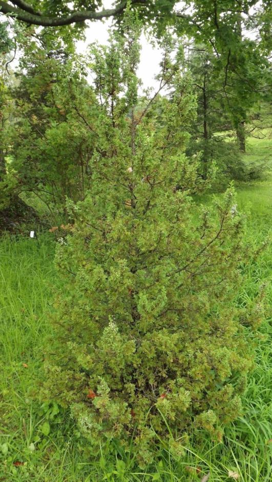 Chamaecyparis thyoides 'Little Jamie' - Little Jamie Atlantic white-cedar false cypress