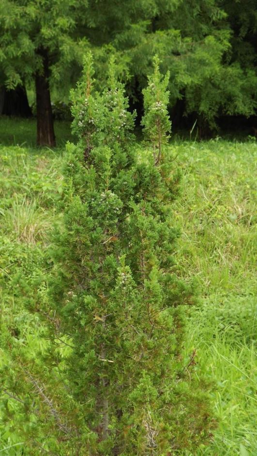 Chamaecyparis thyoides 'Meth Dwarf' - Meth Dwarf Atlantic white-cedar false cypress