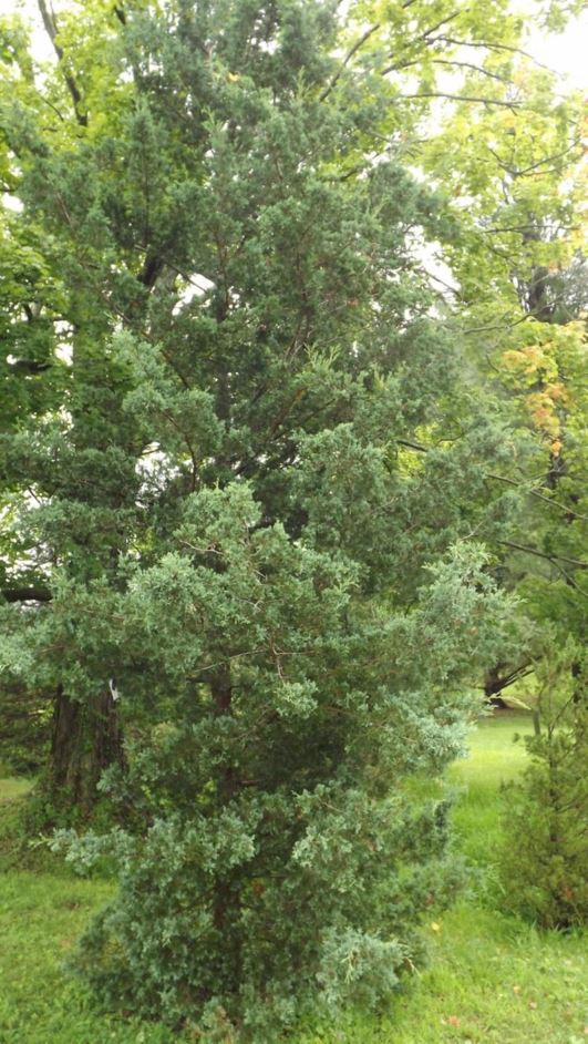 Chamaecyparis thyoides 'Tom's Blue' - Tom's Blue Atlantic white-cedar false cypress