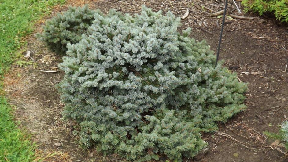 Picea pungens 'Saint Mary' - Saint Mary Colorado blue spruce