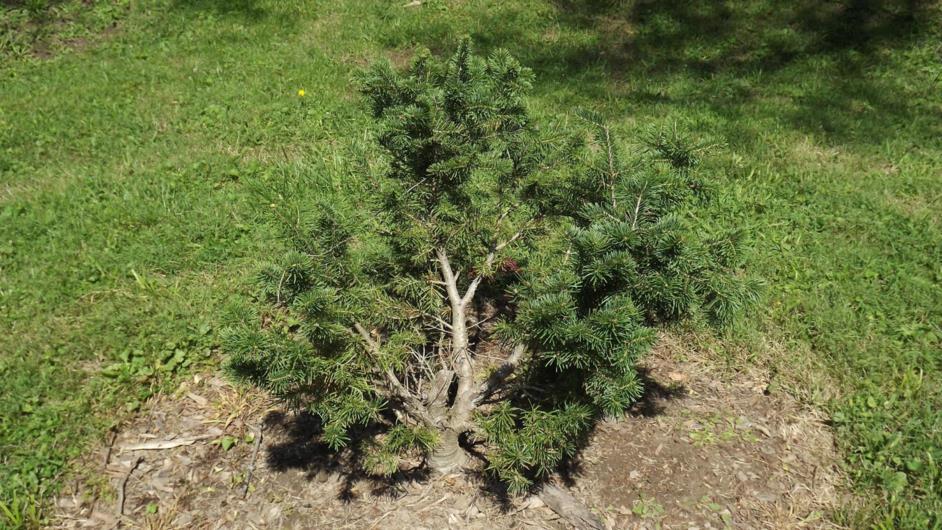 Abies alba 'Compacta' - dwarf European silver fir