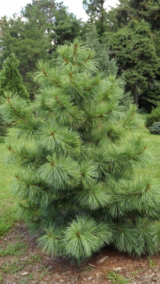 Pinus koraiensis 'Avocadra' - Avocadra Korean pine
