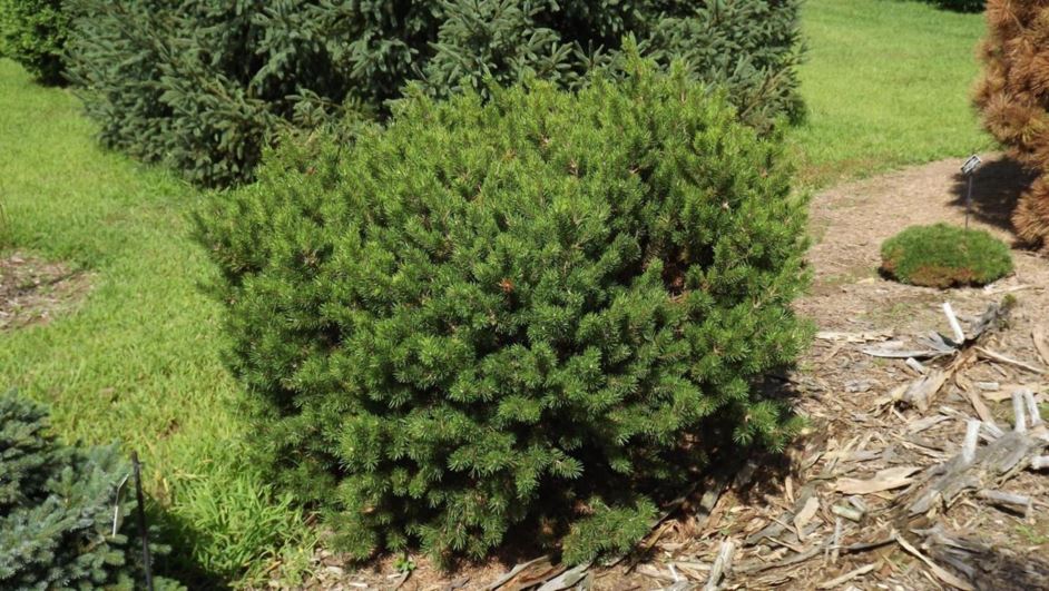 Pinus banksiana 'Manomet' - Manomet jack pine