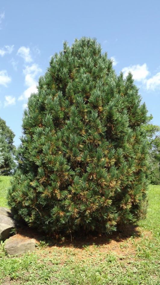 Pinus cembra 'Compacta' - compact Swiss stone pine