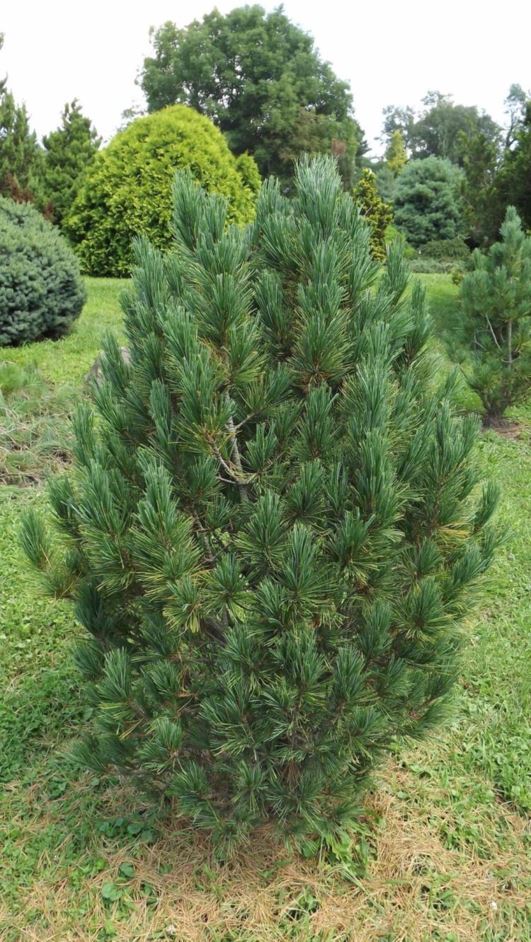 Pinus cembra 'Stricta' - Stricta Swiss stone pine, upright Swiss stone pine