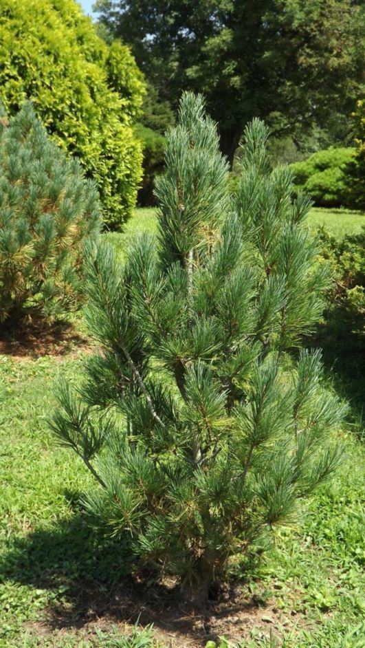 Pinus cembra 'Chamolet' - Chamolet Swiss stone pine