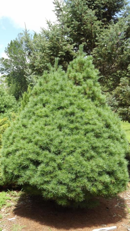 Pinus strobus 'Sarah Rachel' - Sarah Rachael eastern white pine