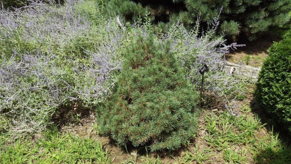 Pinus sylvestris 'Rockton' - Rockton Scots pine