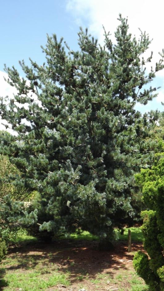 Pinus parviflora 'Glauca' - silver Japanese white pine