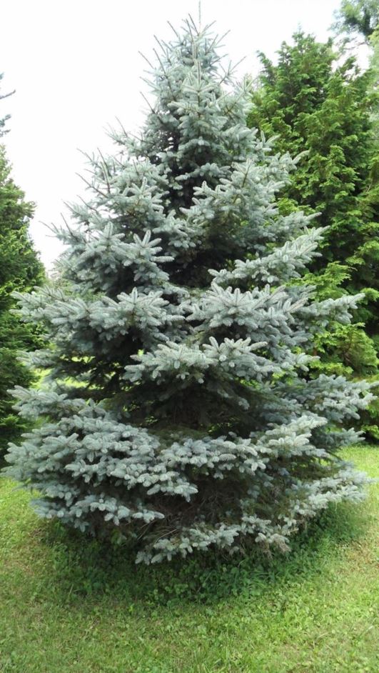 Picea pungens 'Mission Blue' - Mission Blue Colorado blue spruce