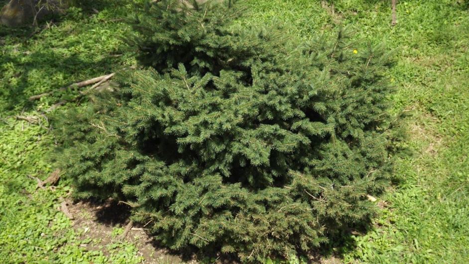 Picea glauca 'Wild Acres' - Wild Acres white spruce
