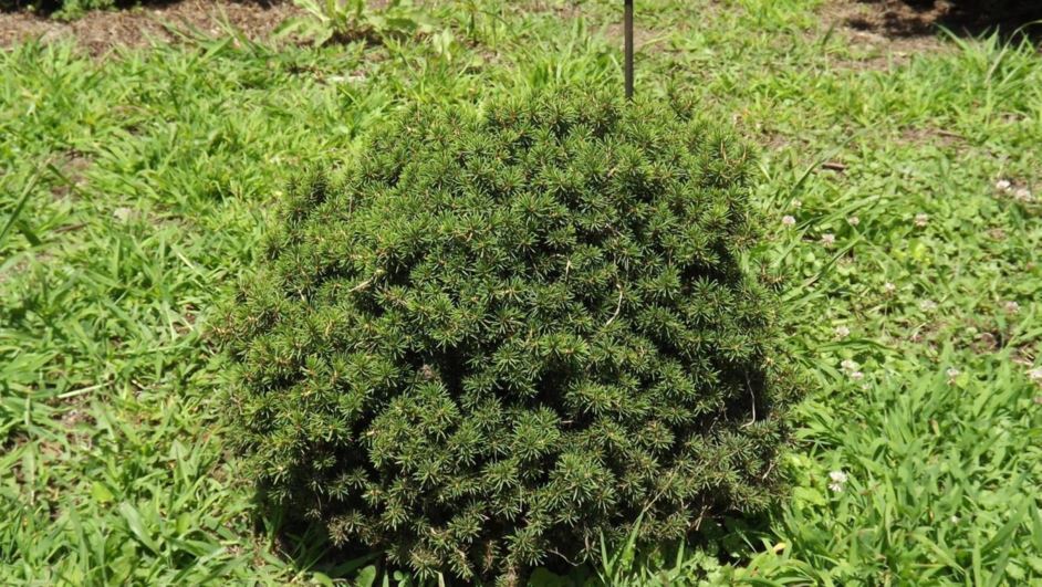 Picea abies 'Krissies Compact' - Krissies Compact Norway spruce