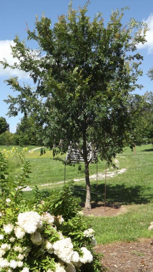 Ulmus parvifolia 'Burgundy' - Burgundy Chinese elm, Burgundy lacebark elm