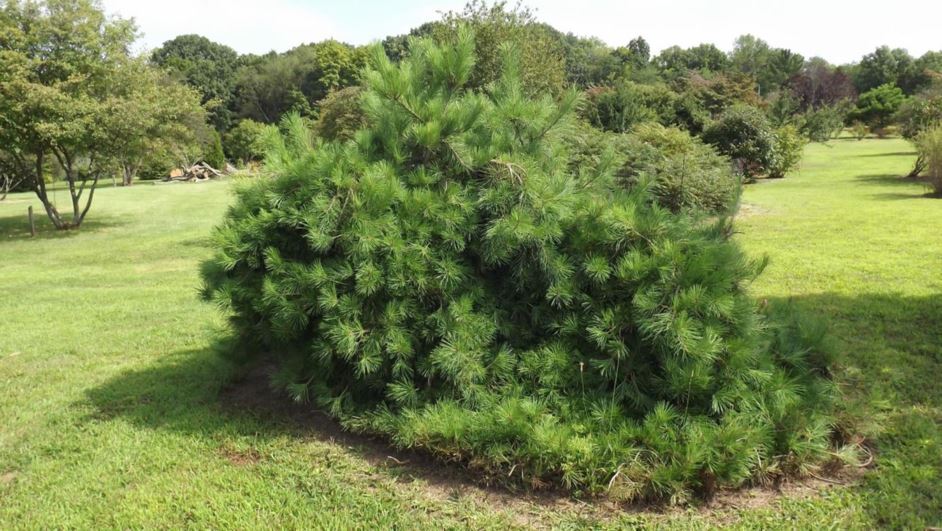 Pinus densiflora 'Glitzer's Weeping' - Glitzer's Weeping Japanese red pine