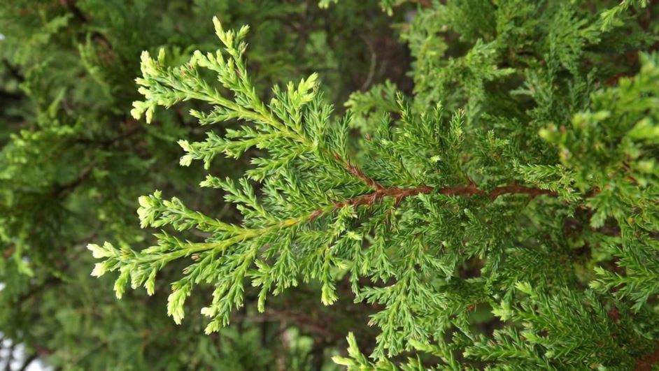 Chamaecyparis pisifera 'Plumosa Compacta' - compact plume sawara false cypress