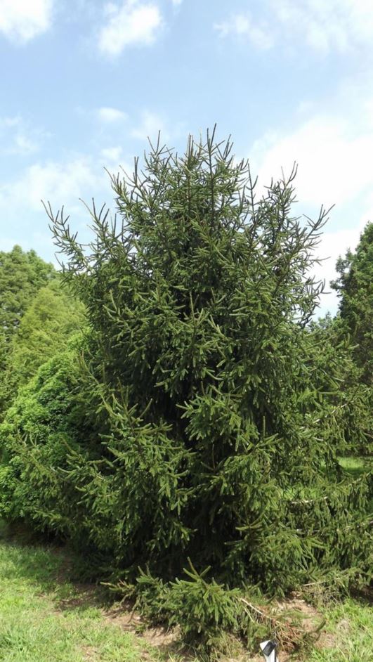 Picea orientalis 'Gowdy' - Gowdy oriental spruce