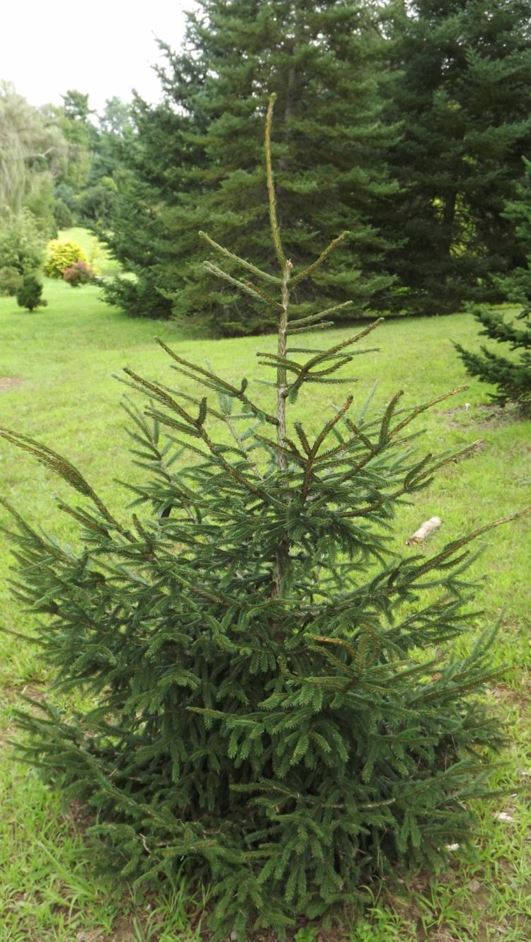 Picea orientalis 'Early Gold' - Early Gold oriental spruce
