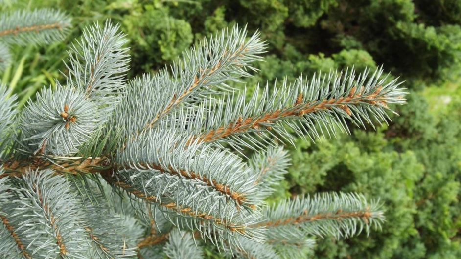 Picea pungens 'Spek' - Spek Colorado blue spruce