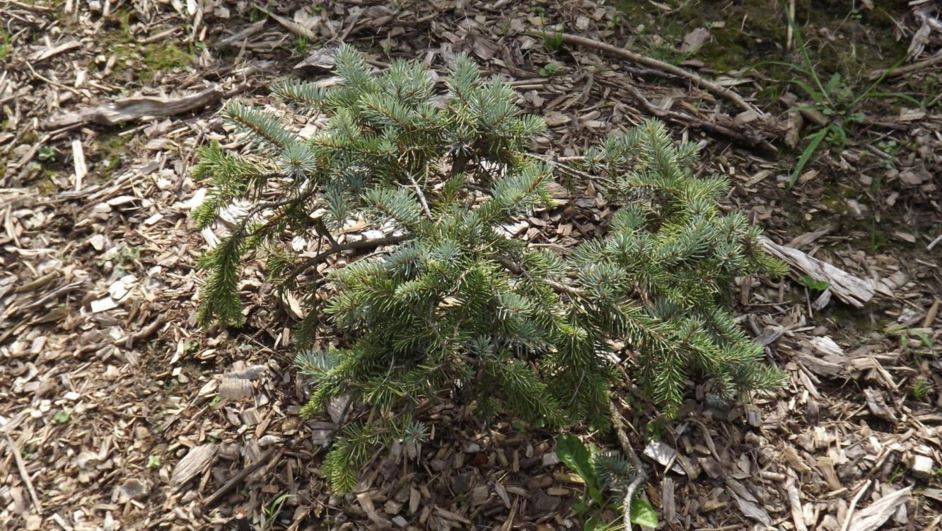 Picea pungens 'Spingarn's Weeping' - Spingarn's Weeping Colorado blue spruce