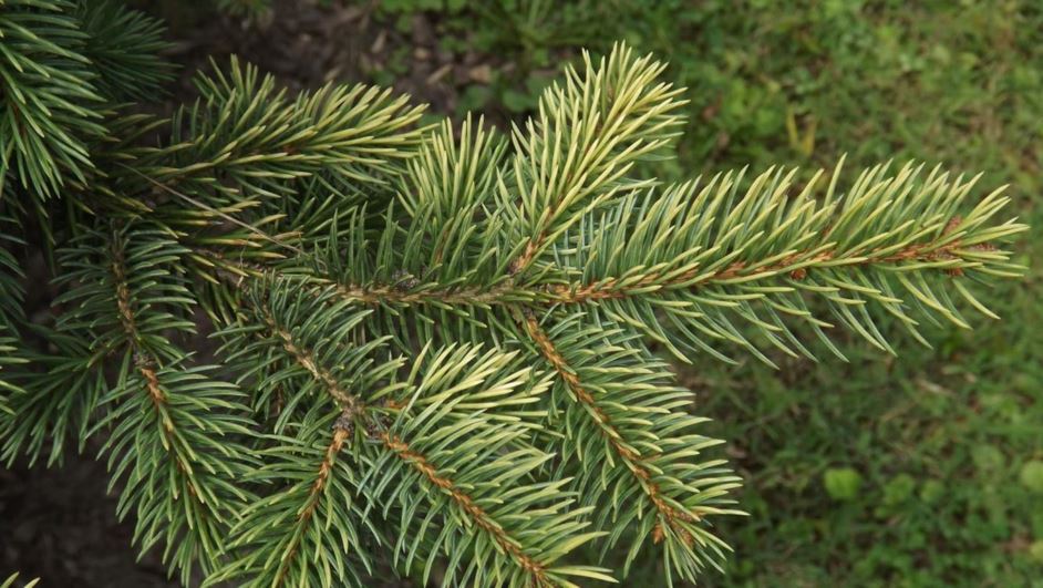 Picea pungens 'Sunshine' - Sunshine Colorado blue spruce