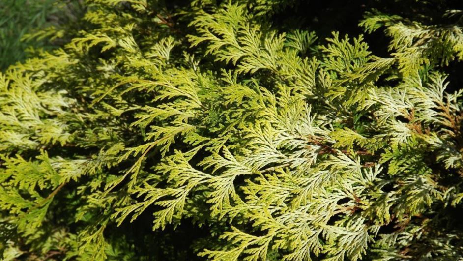 Chamaecyparis obtusa 'Elmwood Gold' - Elmwood Gold hinoki false cypress