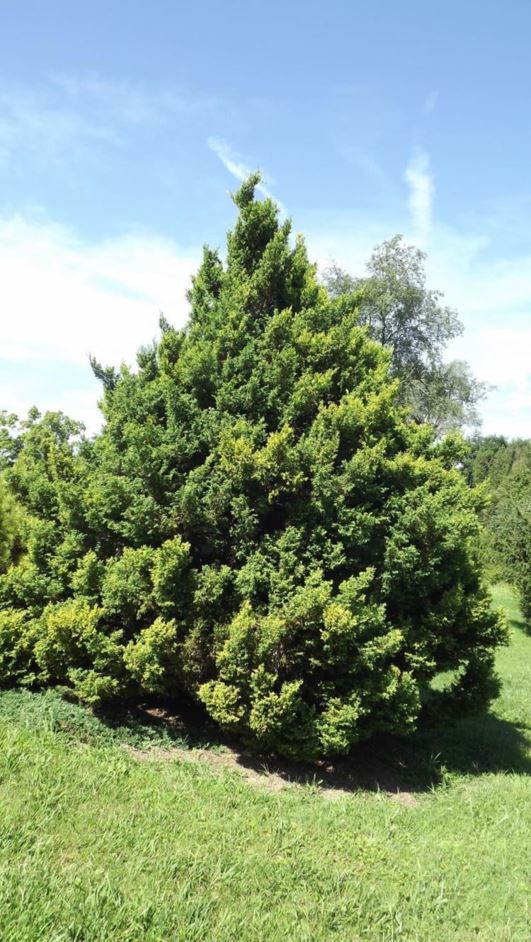 Chamaecyparis pisifera 'Plumosa Juniperoides' - juniper plume sawara false cypress