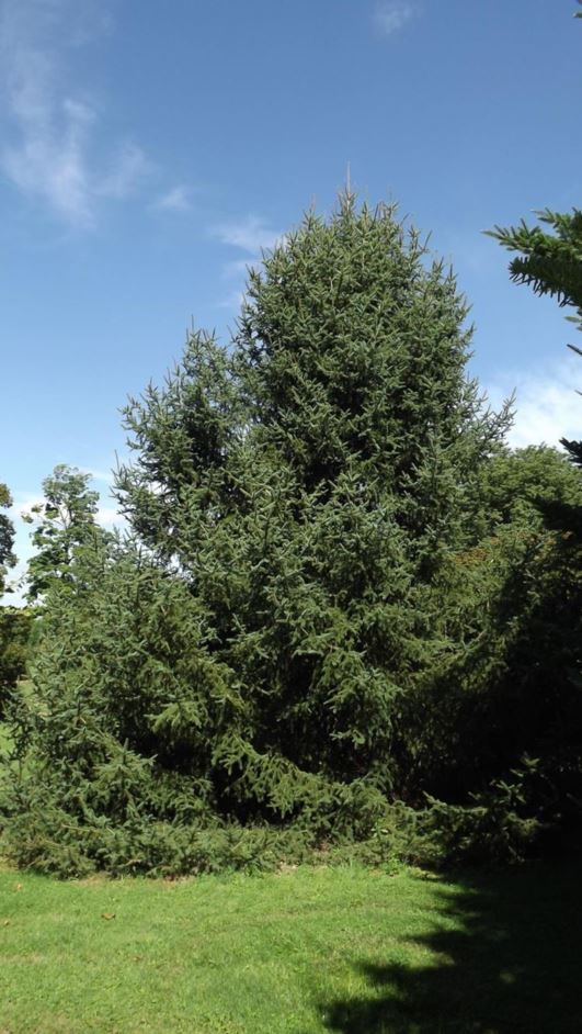 Picea koyamae - Koyama spruce