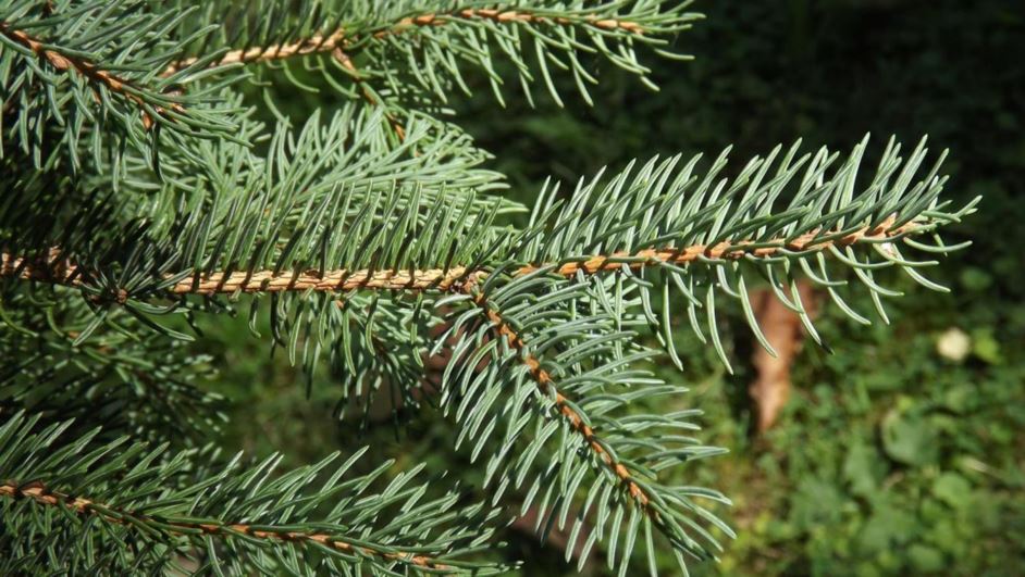 Picea schrenkiana - Schrenk spruce