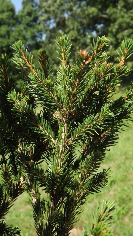 Picea abies 'Gary Gardens Half Fast' - Gary Gardens Half Fast Norway spruce