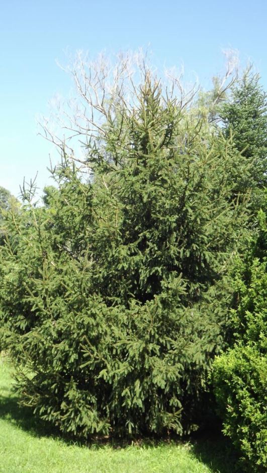 Picea abies 'Cruenta' - Cruenta Norway spruce