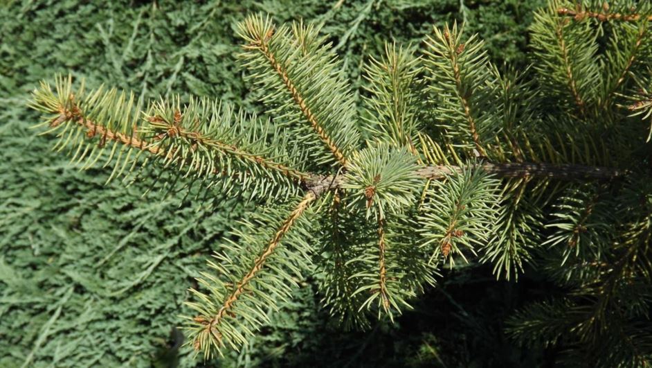 Picea pungens 'Wisconsin Cream' - Wisconsin Cream Colorado blue spruce