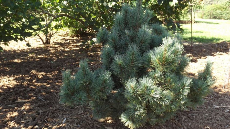 Pinus strobus 'Vermeulen's Compact' - Vermeulen's Compact eastern white pine