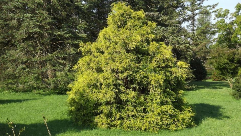 Chamaecyparis pisifera 'Yadkin Gold' - Yadkin Gold sawara false cypress