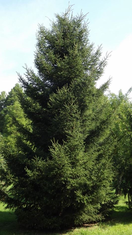 Picea maximowiczii - Maximowicz spruce, Japanese bush spruce