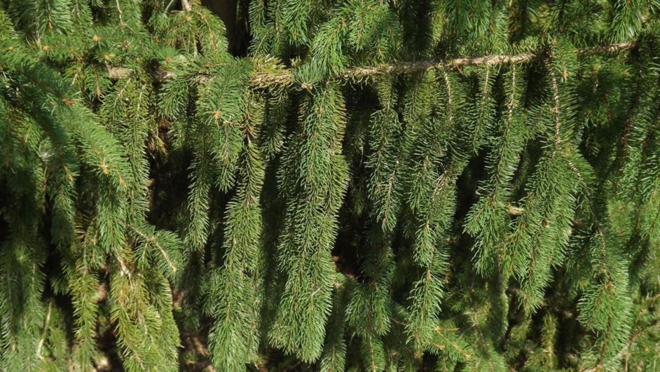 Picea abies 'Cincinnata' - Cincinnata Norway spruce