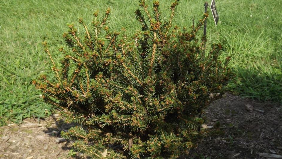 Picea abies 'Pygmaea' - pygmy Norway spruce