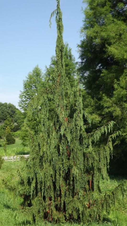 Cupressus nootkatensis 'Strict Weeping' - Strict Weeping Nootka cypress, Strict Weeping Alaska-cedar