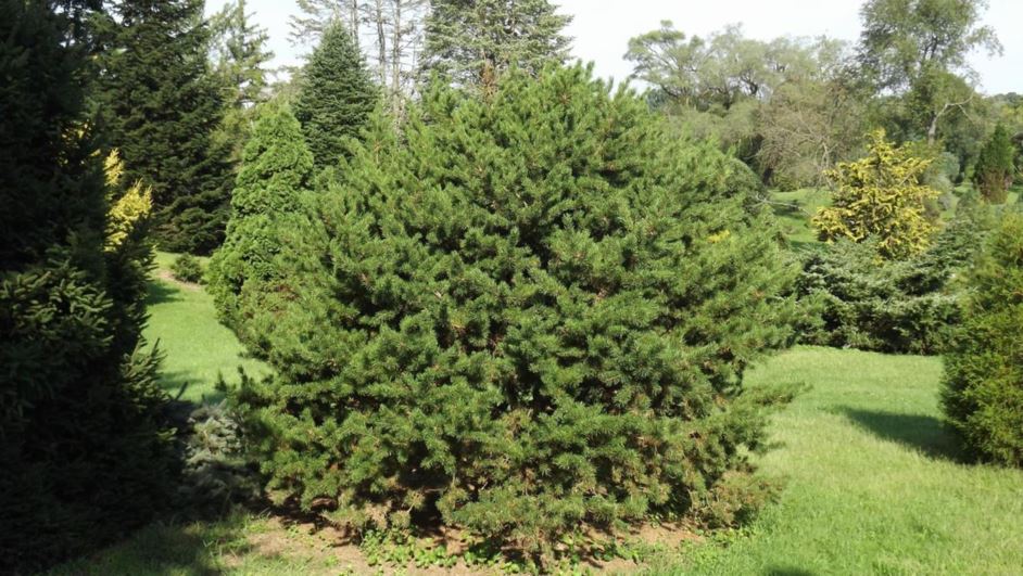 Pinus banksiana 'Geneseo Prairie' - Geneseo Prairie jack pine