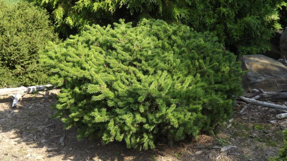 Pinus banksiana 'Potters' - Potters jack pine