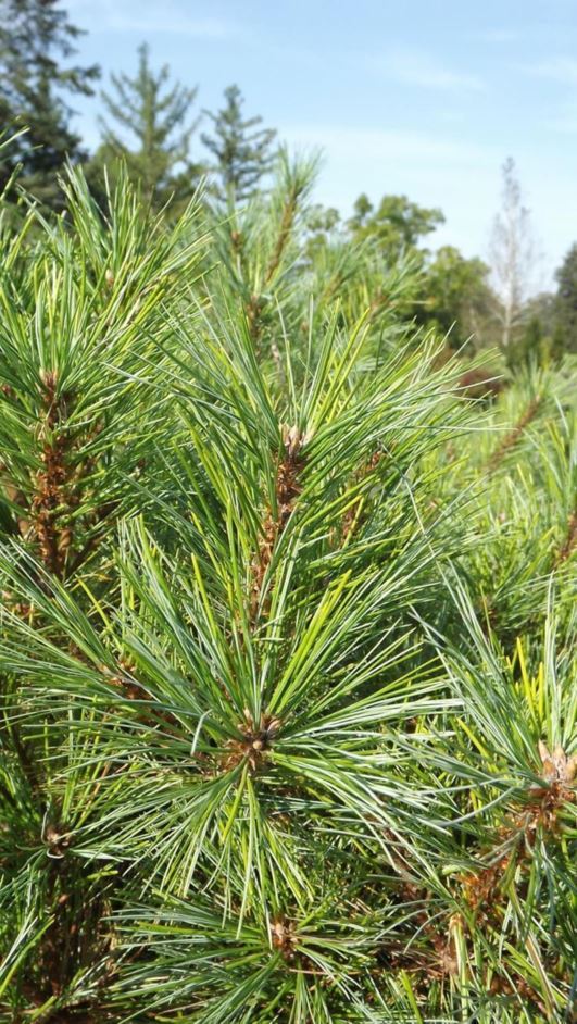 Pinus strobus 'Sayville' - Sayville eastern white pine