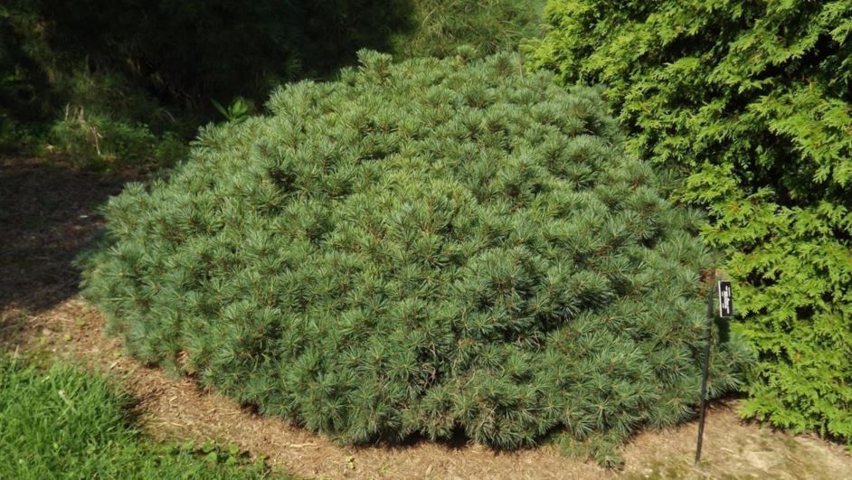 Pinus strobus 'Pygmaea' - pygmy eastern white pine