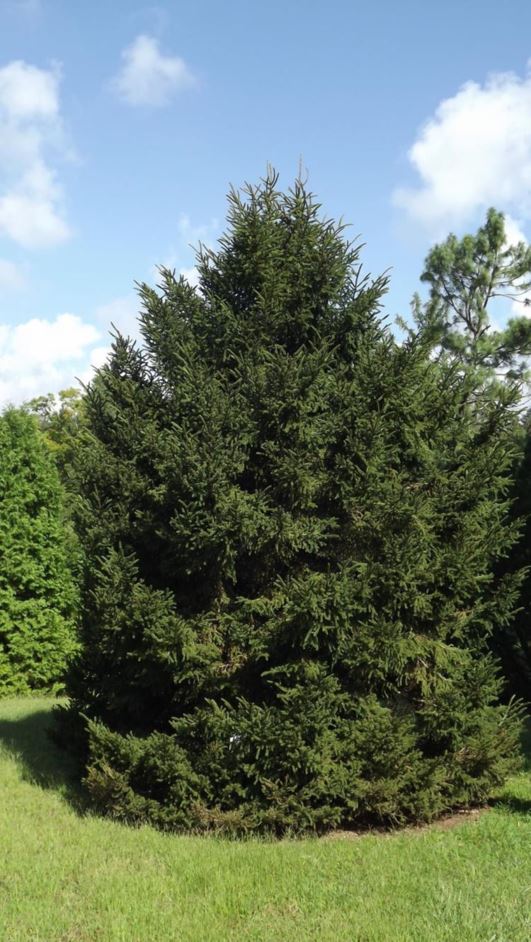 Picea orientalis 'Gracilis' - graceful oriental spruce