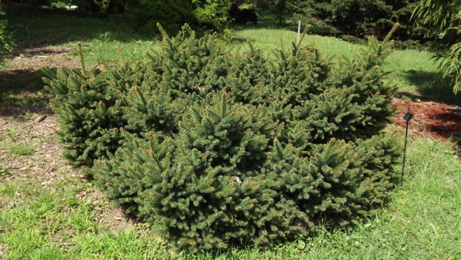 Picea abies 'Vassar Broom' - Vassar Broom Norway spruce