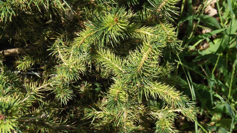 Picea abies 'Gold Dust' - Gold Dust Norway spruce