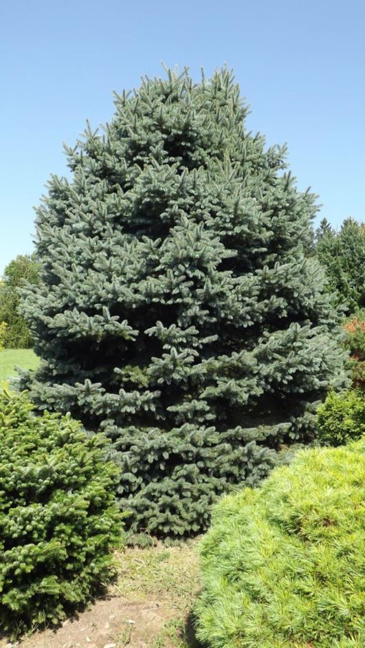Picea pungens 'Baby Blueyes' - Baby Blueyes Colorado blue spruce