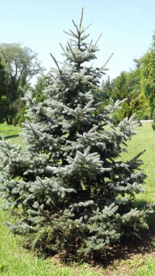 Picea pungens 'Copeland' - Copeland Colorado blue spruce