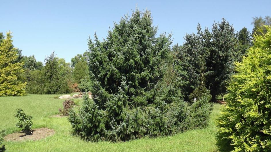 Picea omorika 'Riverside' - Riverside Serbian spruce