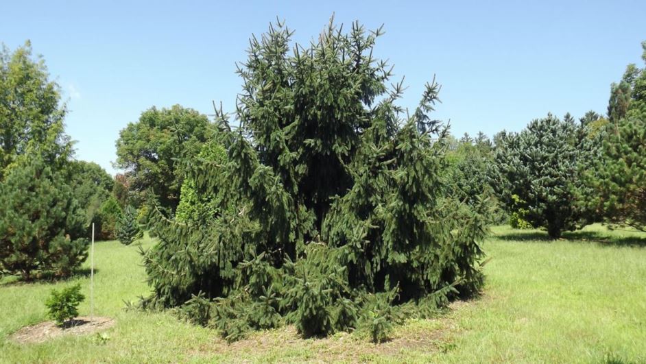 Picea asperata 'Pendula' - weeping dragon spruce
